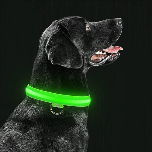 BowLift | Luminous Animal Collar with LED Light – Rechargeable, Waterproof, Adjustable Fit for Enhanced Safety at Night