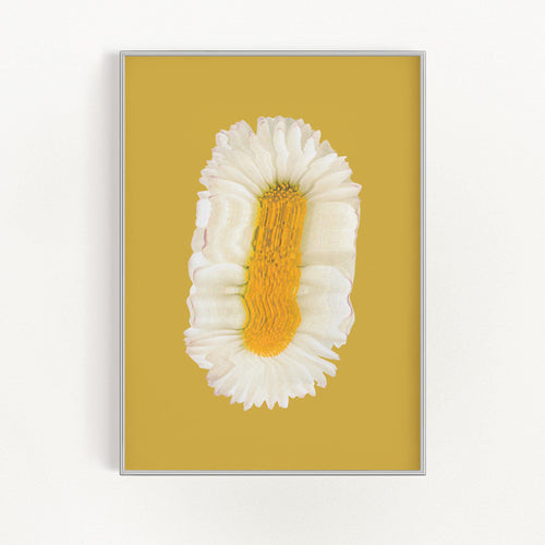 Lazy Daisy | Bowlift