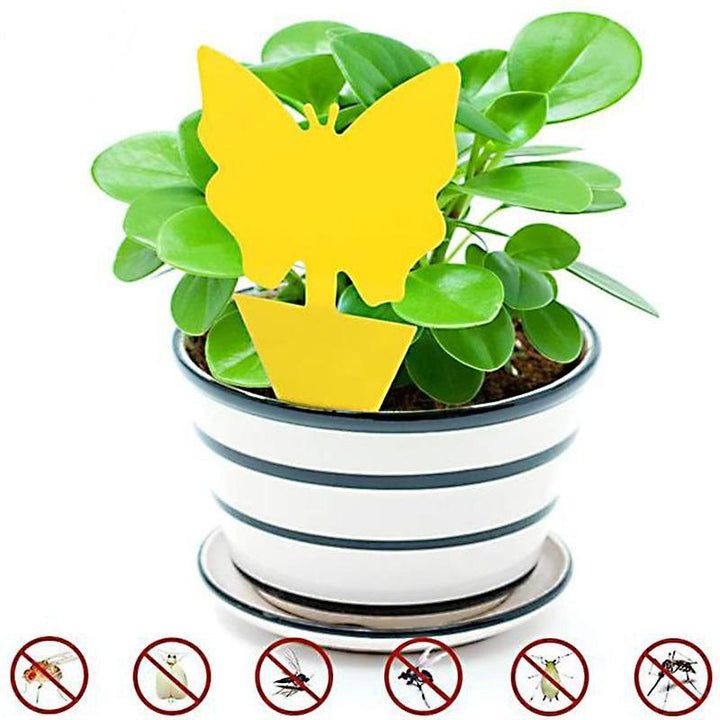 BowLift | Fruit Fly Fungus Gnat Sticky Trap