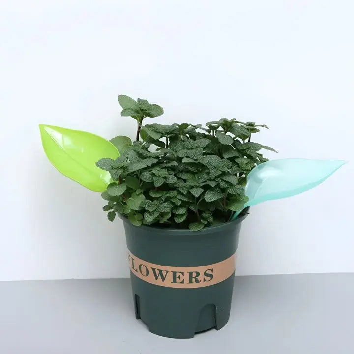 BowLift | SprayLeaf Sustainable Plant Care