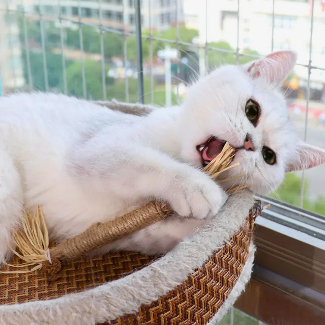 PawBite – Natural Chew Sticks for Cats Bowlift