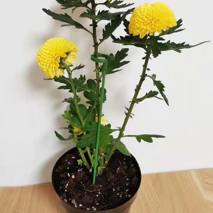 BowLift | BloomBuddy Thriving Plant Growth
