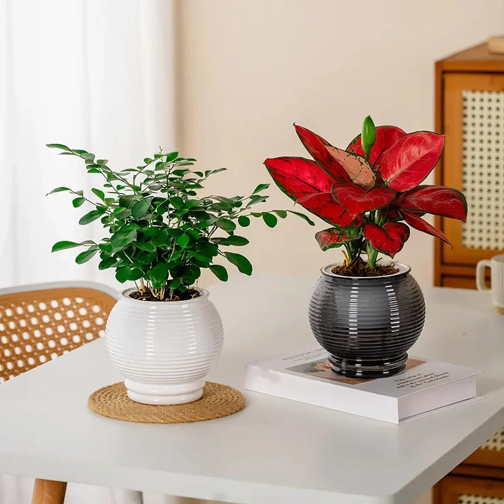 BowLift | Self-Watering Indoor Succulent Planter