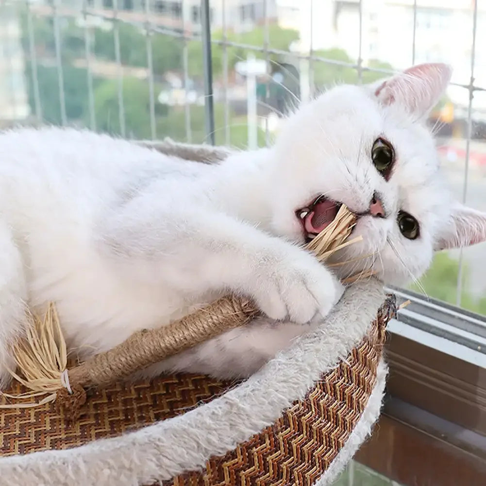 Cat Dental Cleaning Sticks Bowlift