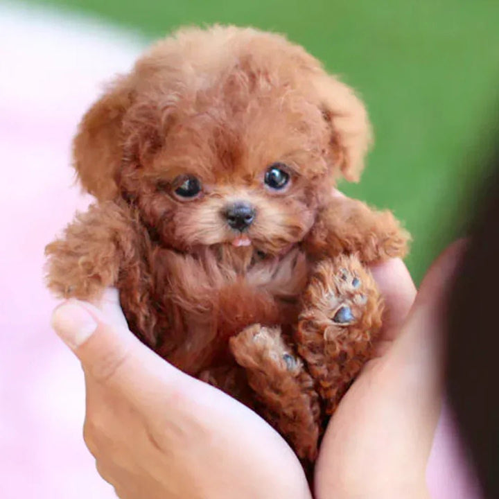 BowLift | Interactive Plush Dog with Realistic Movements – For Children & Seniors