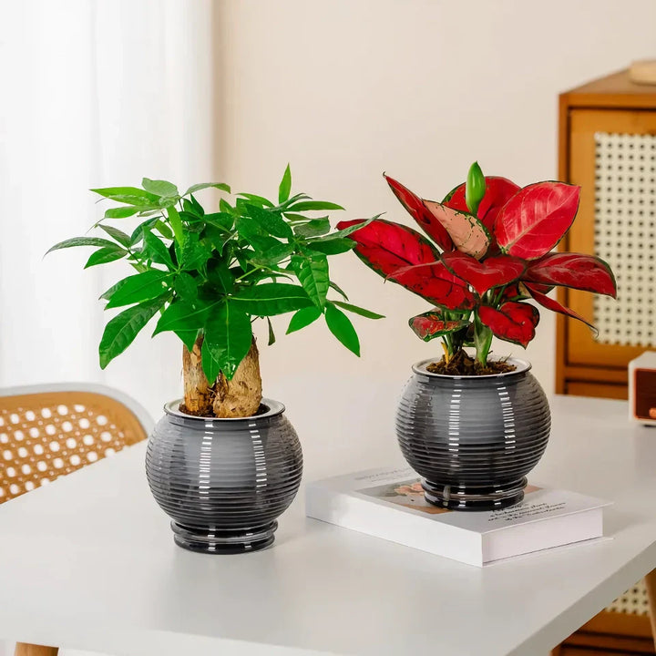 BowLift | Self-Watering Indoor Succulent Planter