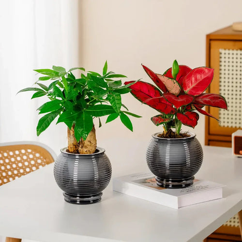 BowLift | Self-Watering Indoor Succulent Planter