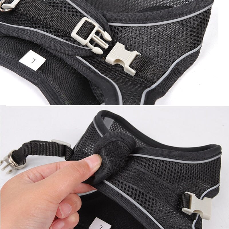 Bowlift Venture Dish & Leash