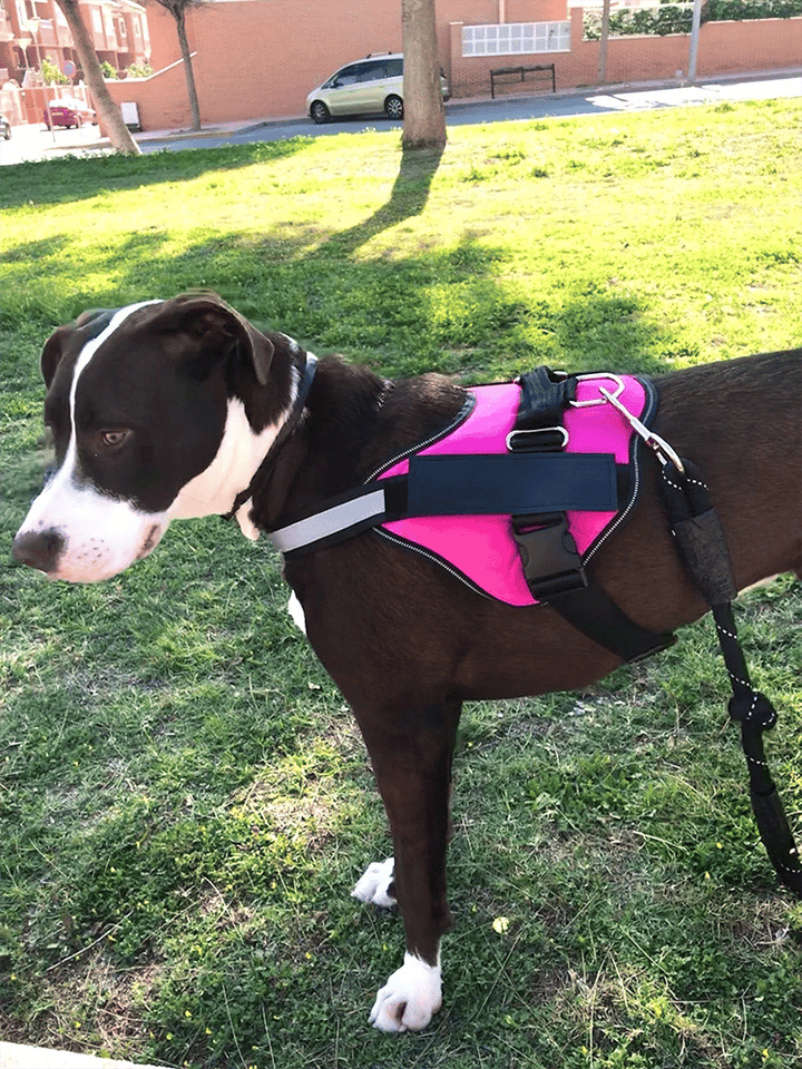 BowLift | Anti Choke Dog Harness