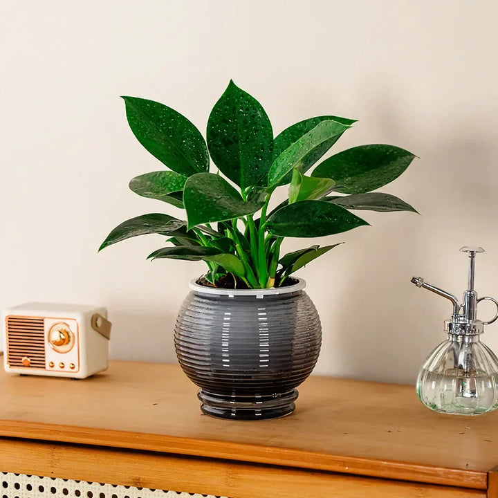 BowLift | Self-Watering Indoor Succulent Planter