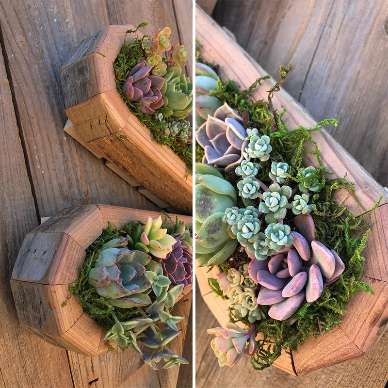 Animal Succulent Garden Arrangement | Bowlift