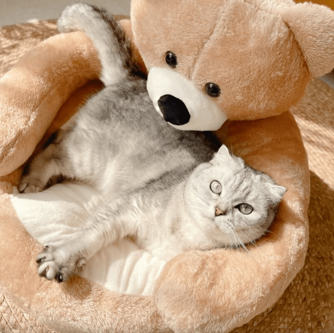 BowLift | Round cuddly bed for cozy cat sleep