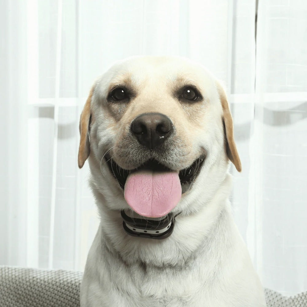 BowLift | SafeZone - Wireless Dog Fence & Training Collar | Animal-Friendly Correction Methods | Rechargeable & Waterproof