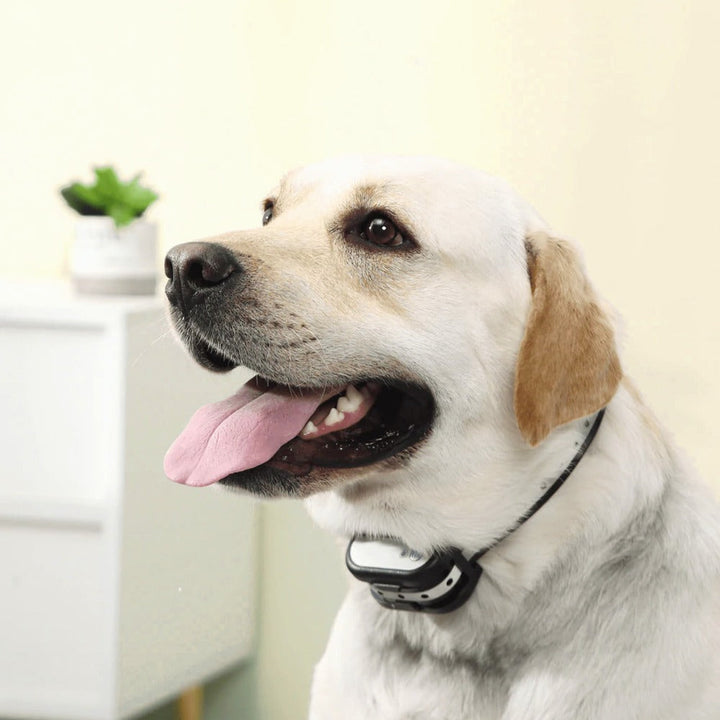 BowLift | SafeZone - Wireless Dog Fence & Training Collar | Animal-Friendly Correction Methods | Rechargeable & Waterproof