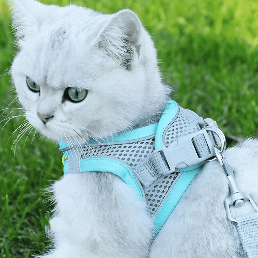 BowLift | Adjustable Cat T-shirt – Breathable Mesh Safety Design for Outdoor Adventures, Escape-proof and Fully Adjustable Fit