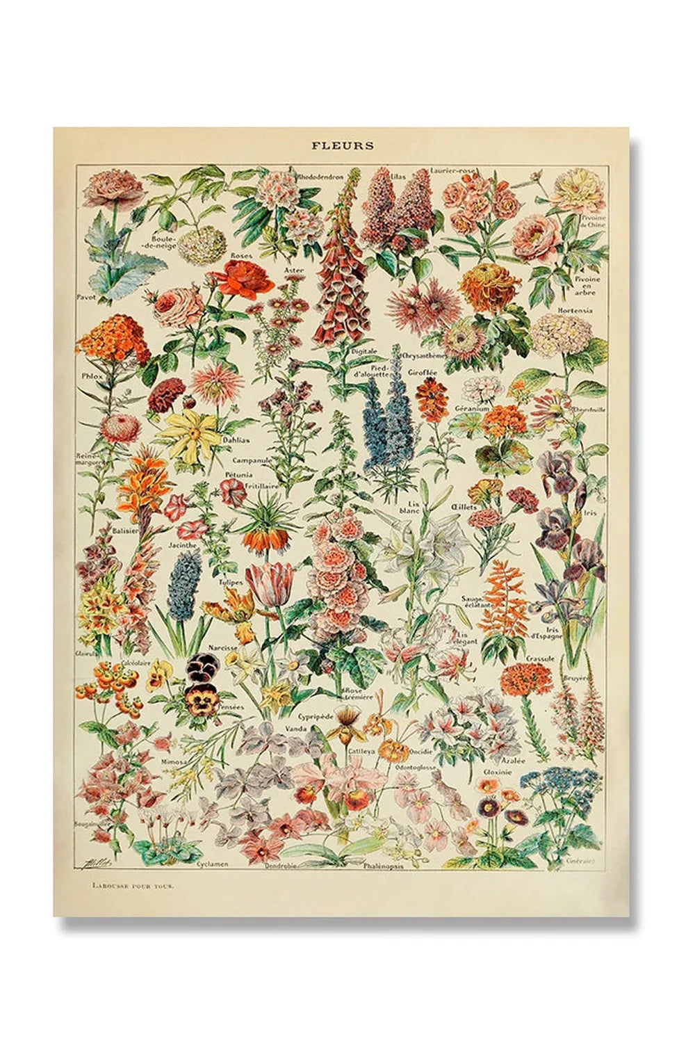 Vintage Canvas Poster | Bowlift