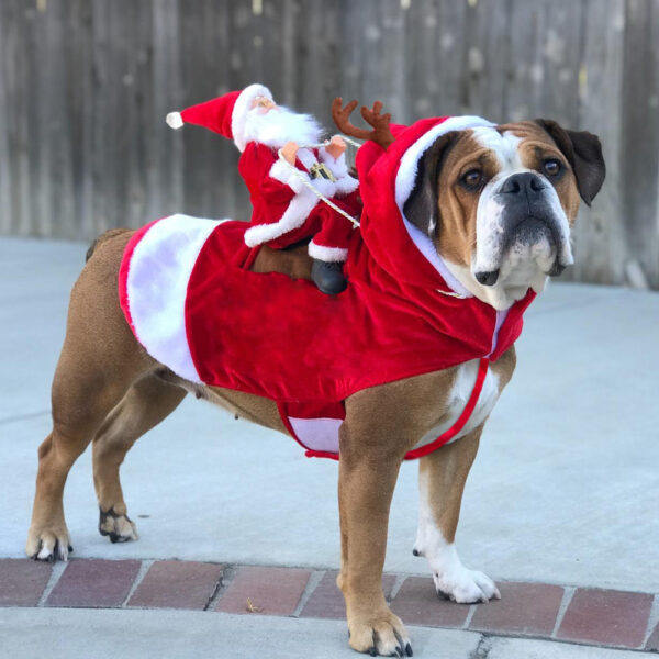 BowLift | HollyPaws - cozy, adjustable Christmas outfit for dogs