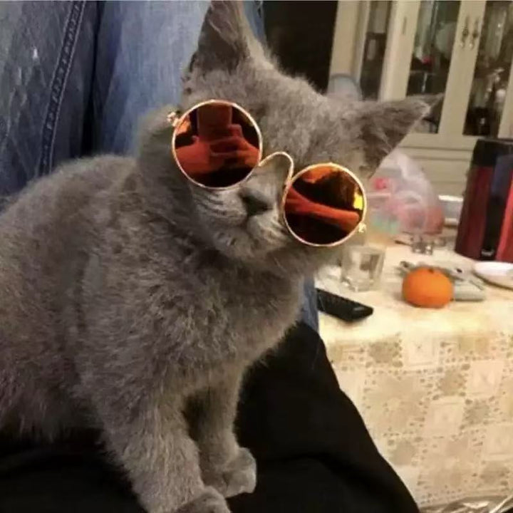 Pet Sunglasses Bowlift
