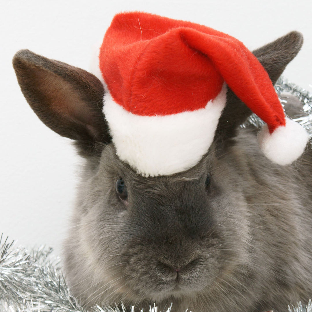 Christmas hat for pets