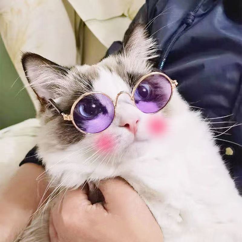 Pet Sunglasses Bowlift