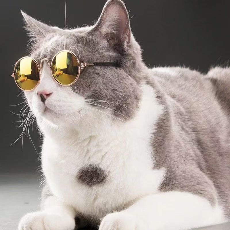 Pet Sunglasses Bowlift