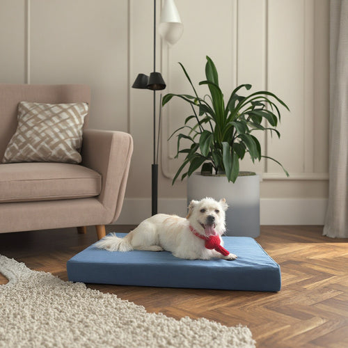 Orthopedic Foam dog bed
