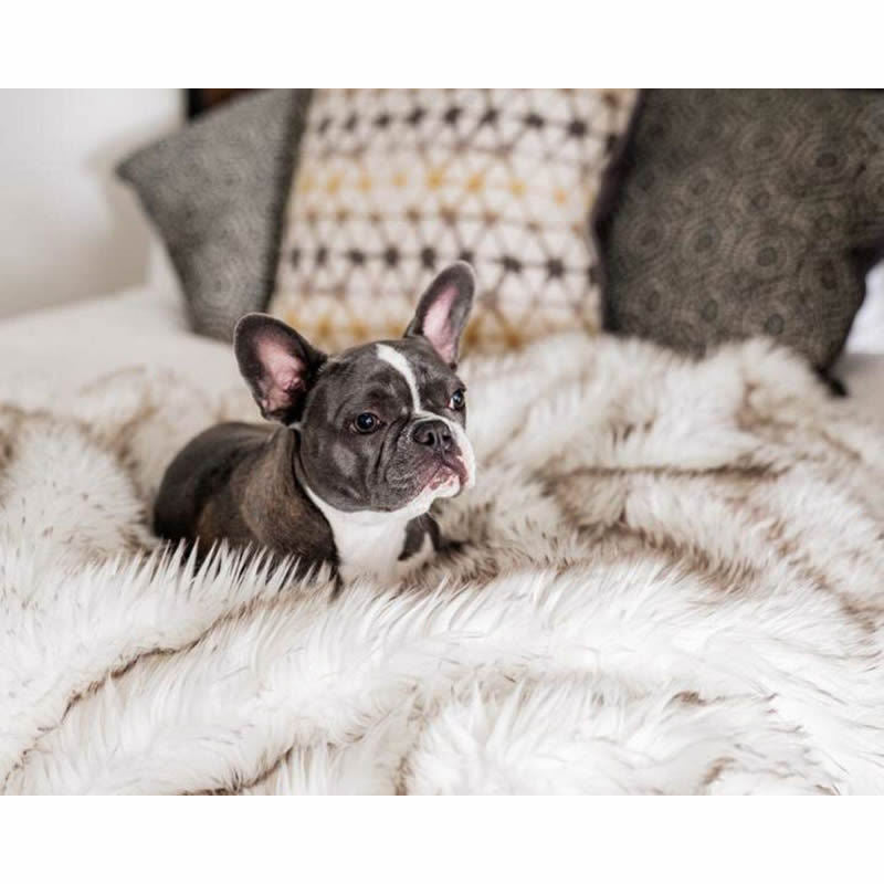 Unisex soft pet blanket with luxurious plush Bowlift