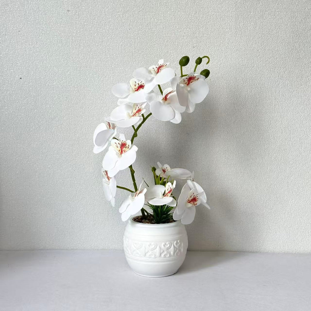 Premium Orchid Plant Arrangement