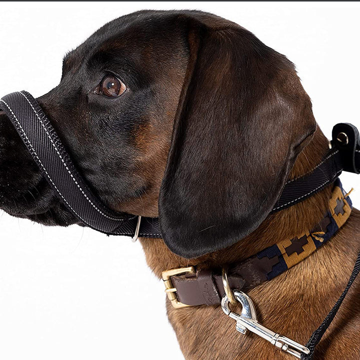 Pet Leash