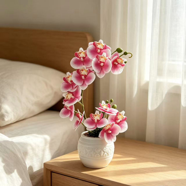 Premium Orchid Plant Arrangement