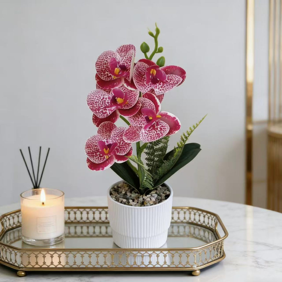 Exotic Orchid Plant Arrangement