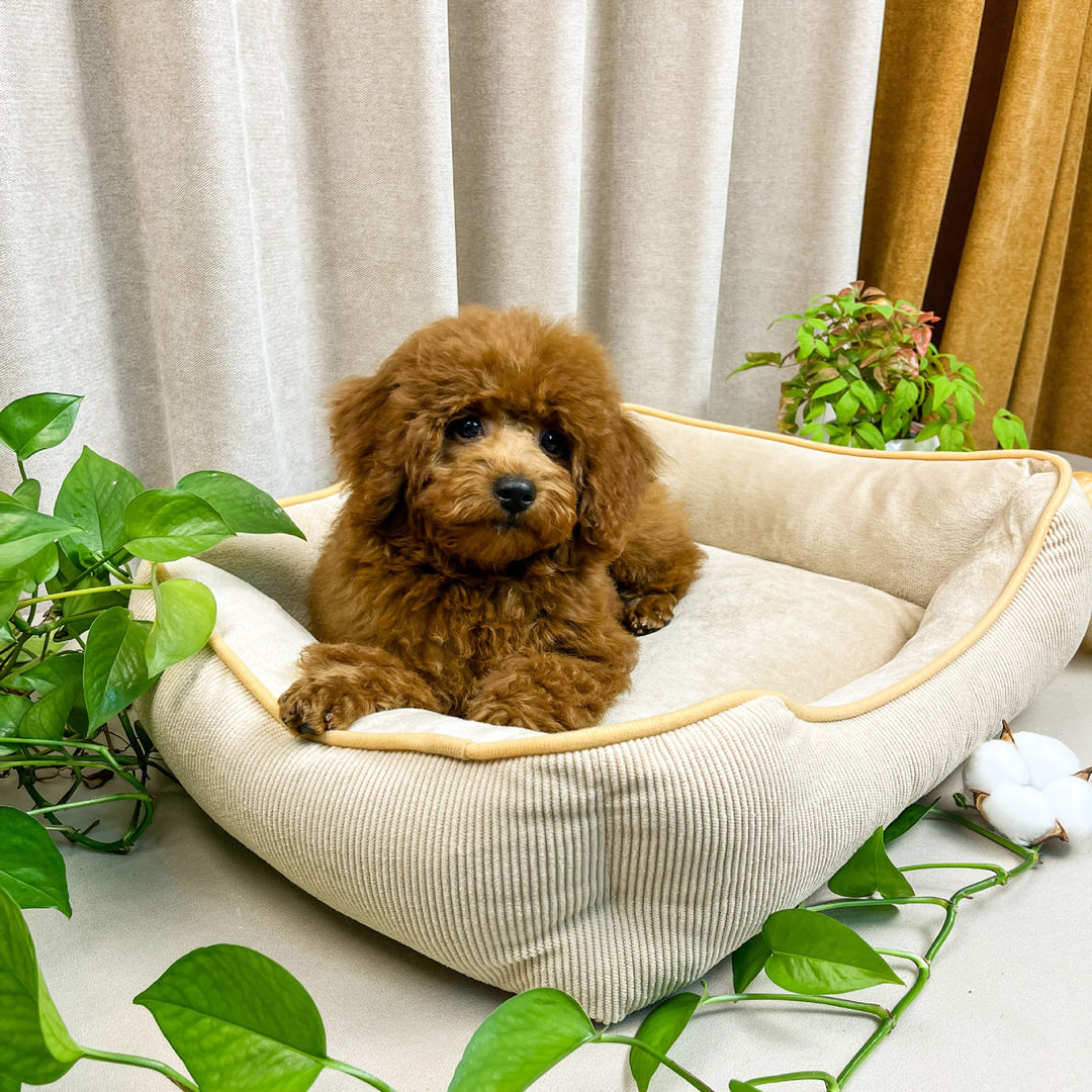 Cozy Corduroy Dog Bed