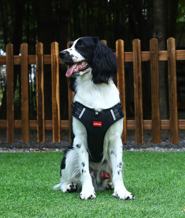 BowLift | Anti-Pull Dog Harness for Relaxed Walks