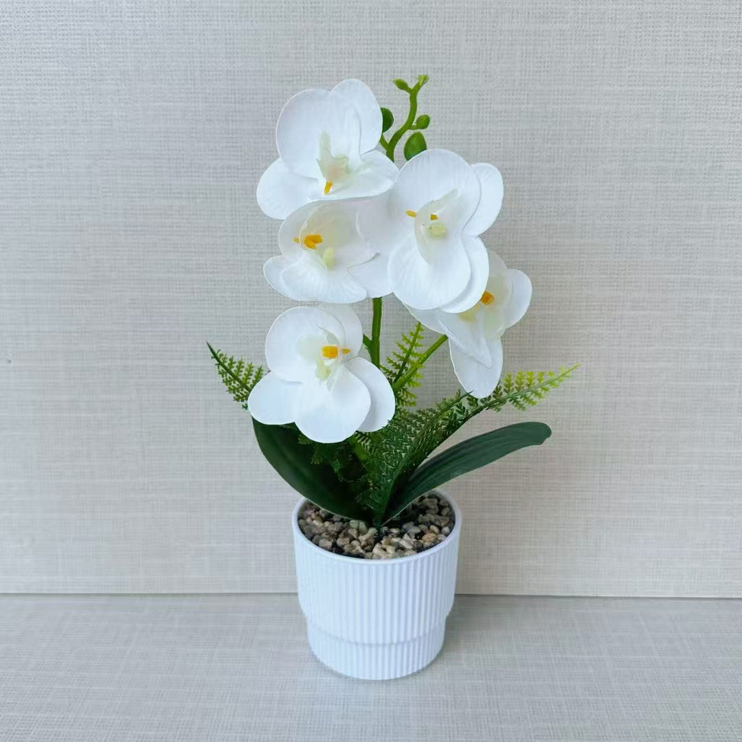 Exotic Orchid Plant Arrangement