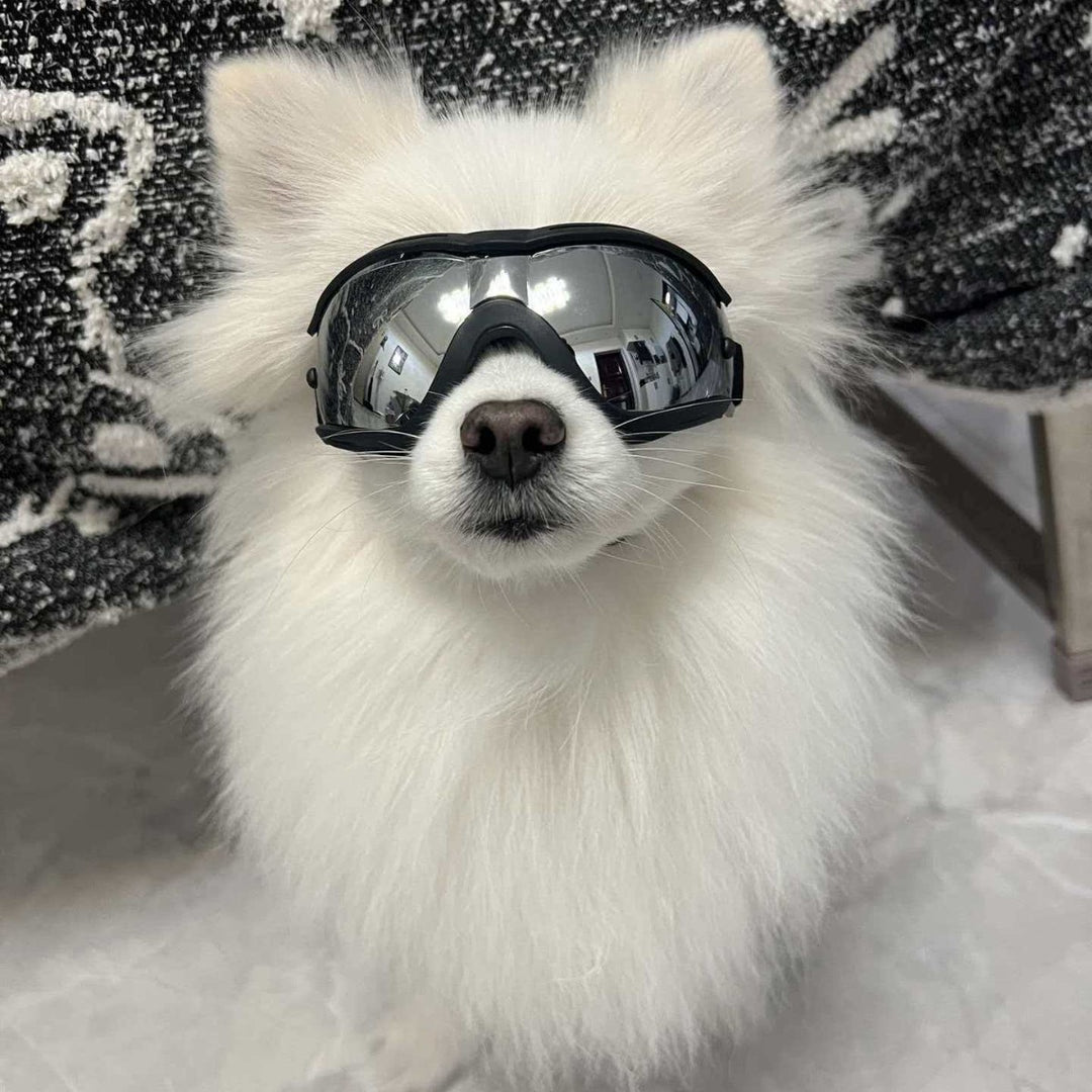 Pet Sunglasses Bowlift