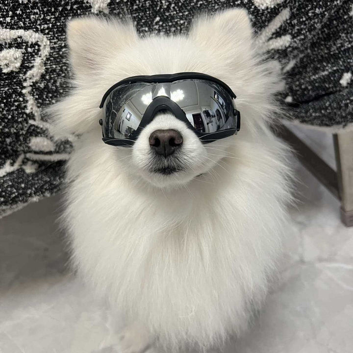 Pet Sunglasses Bowlift