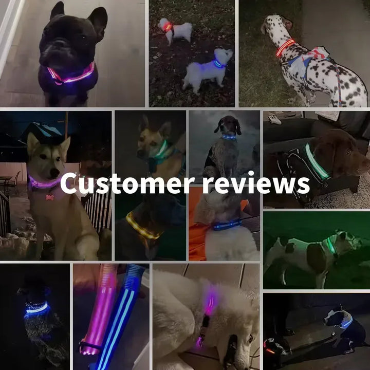 BowLift | LUXPETS GlowSafe LED Dog Collar | Illuminated & Rechargeable | Adjustable & Waterproof | Anti-Loss at Night