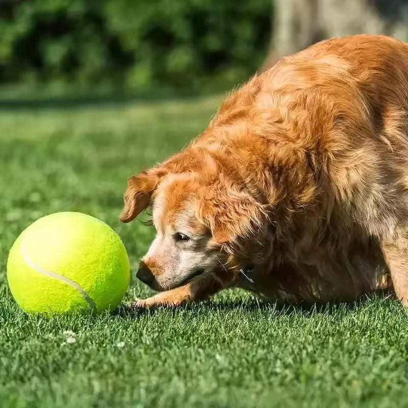 Extra large tennis ball for dogs Bowlift
