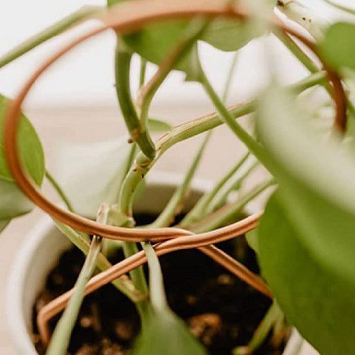 BowLift | Nordic Plant Climbing Rack