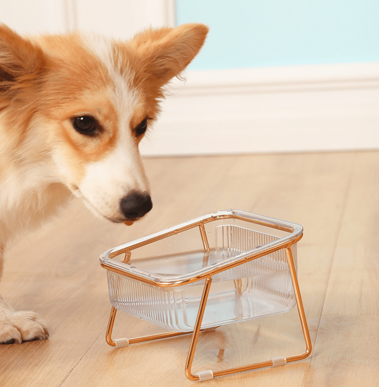 BowLift | Elevated feeding bowl for healthy eating posture in cats & small dogs