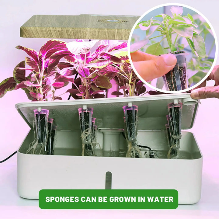 BowLift | WurzelWunder Planting Sponges 50 Pieces | Replacement Growth Sponges for Hydroponics & Soil | For Herbs, Vegetables & Flowers