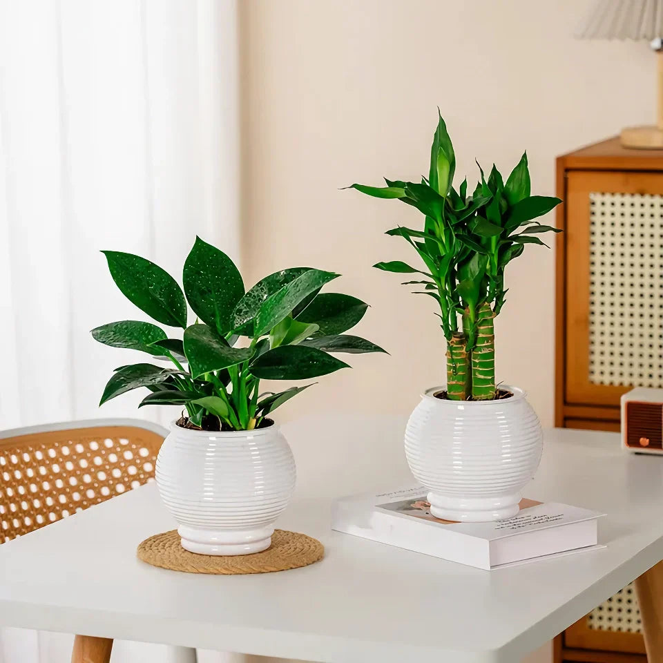 BowLift | Self-Watering Indoor Succulent Planter