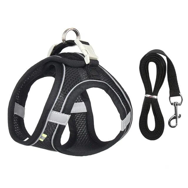 Bowlift Venture Dish & Leash