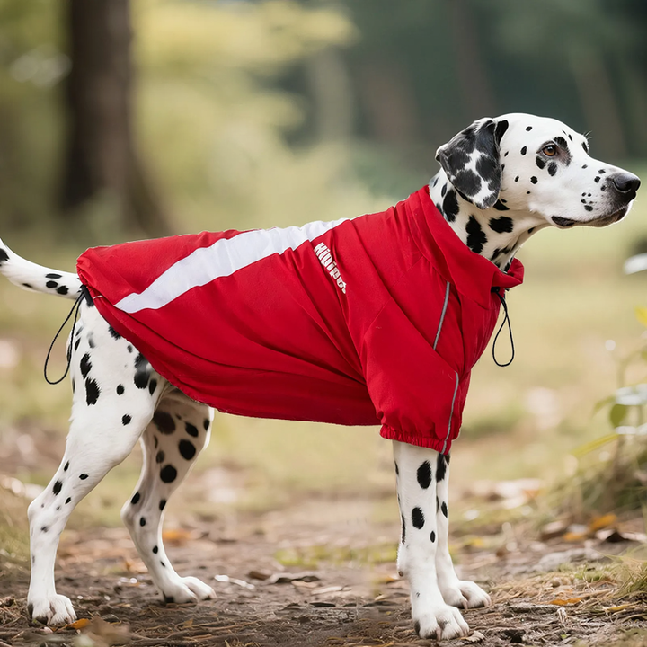 Two-legged jacket for large dogs