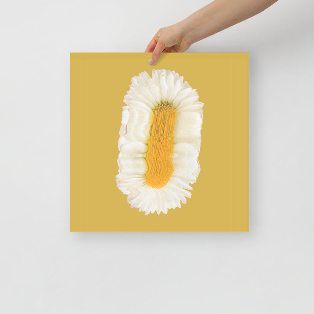 Lazy Daisy | Bowlift