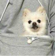 The Doggie Kangaroo Hoodie | Bowlift