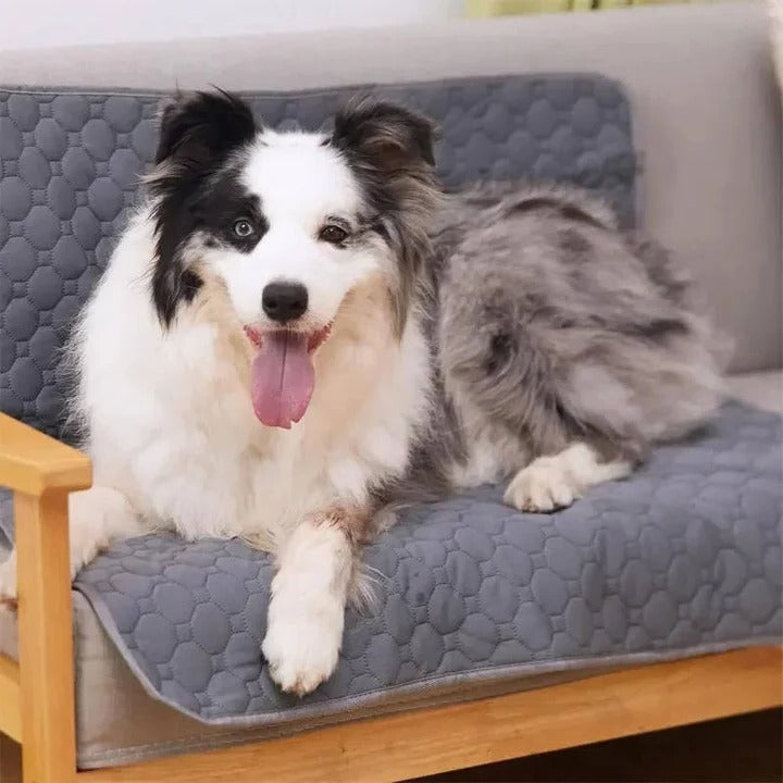 BowLift | Reusable and Disposable Dog Training Pee Pads