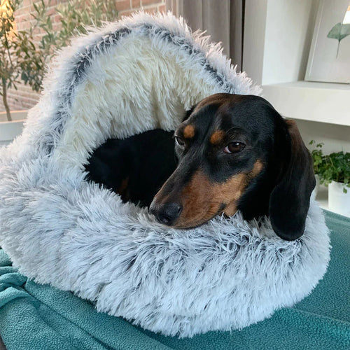 BowLift | FurHaven - My dog loves it