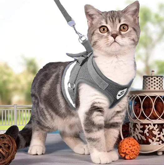 Explorer Harness with Leash Bowlift