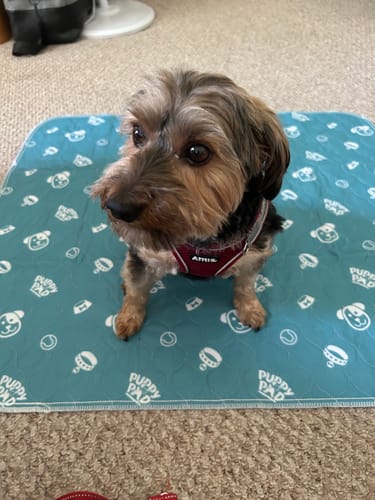 PetPaws Comfort Mat – Leak-Free Pet Mat Bowlift